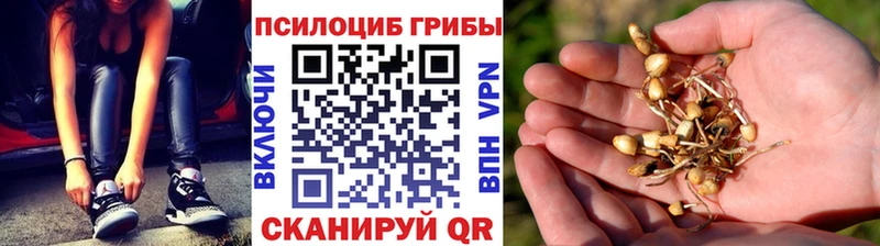 Галлюциногенные грибы Psilocybe Белинский